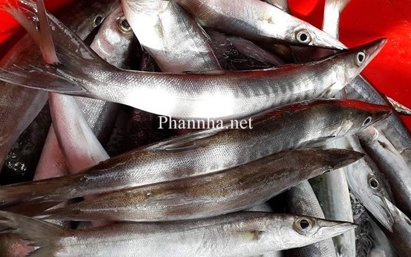 ca-nhong-la-gi-noi-mua-cach-chon-tac-dung-va-ca-nhong-lam-mon-tipsnote-800x500-1