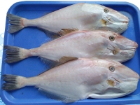 Cần mua cá bò da làm sạch