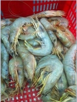 mua bán tôm he, tôm biển