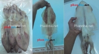 mua bán mực dẻo 2 nắng