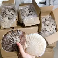 Sò Điệp Nhật - Tinh hoa của biển cả