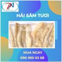 Hải sâm tươi